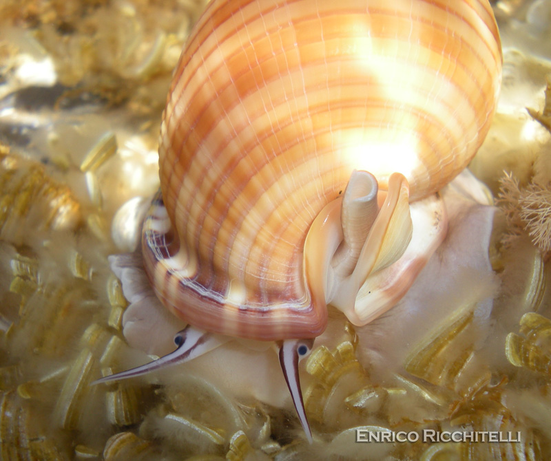Semicassis granulata